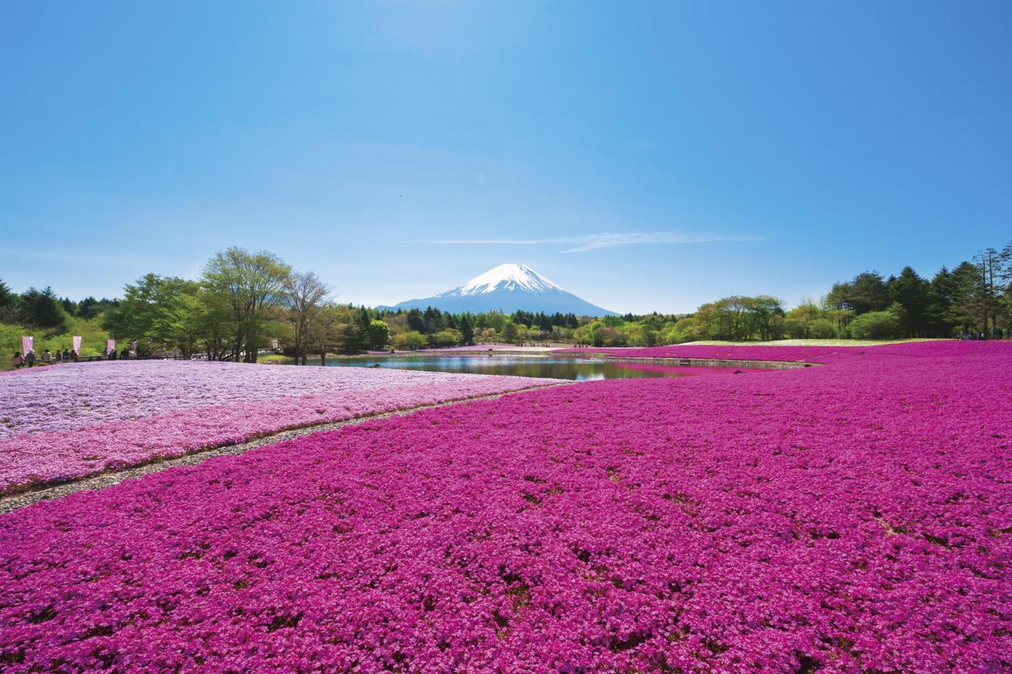 Kawaguchiko Superba Vista Annex